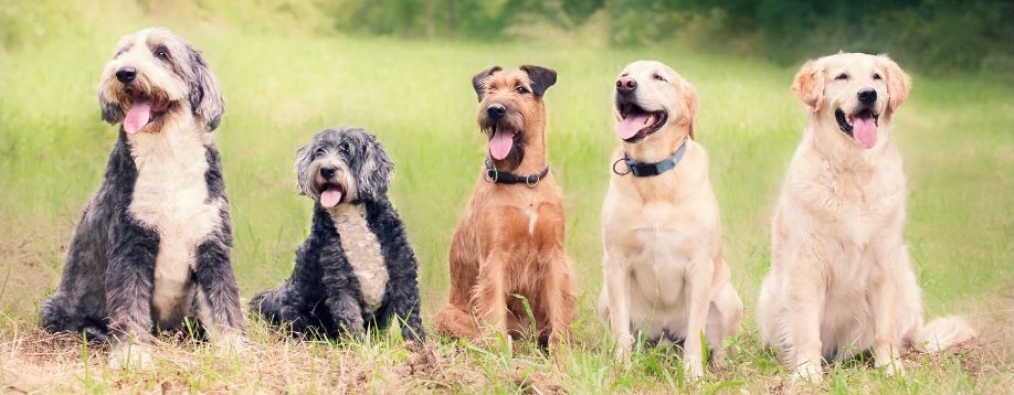 Happy healthy dogs